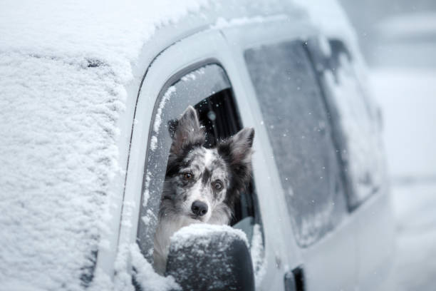 The dog looks out of the car window. snow stock photo