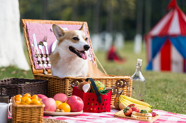 The dog on the grass for a picnic stock photo