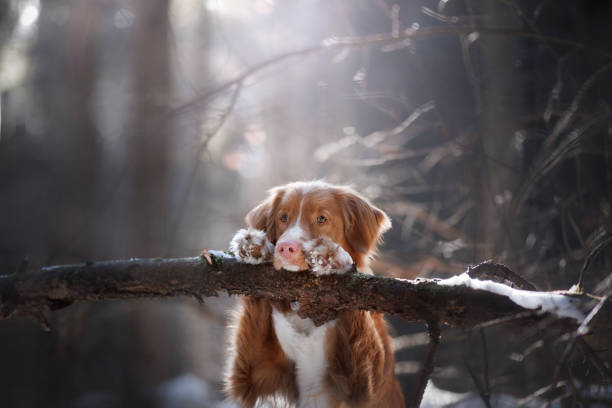 the dog put his paws on the stick. Nice little face. stock photo