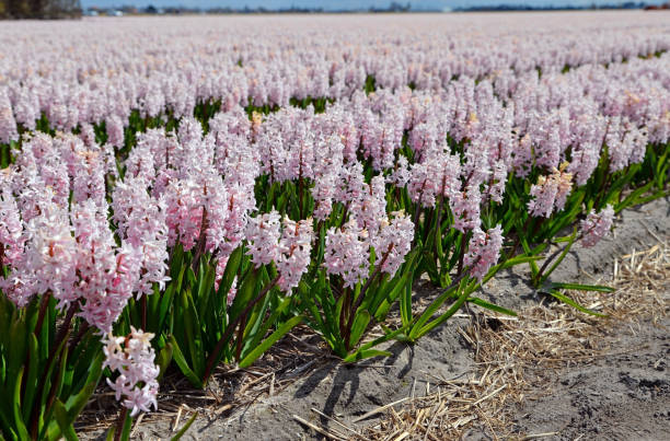 duin- en bollenstreek (holländska för "dune and bulb region") med påsklilja, hyacinter och tulpaner - red hyacinth bildbanksfoton och bilder