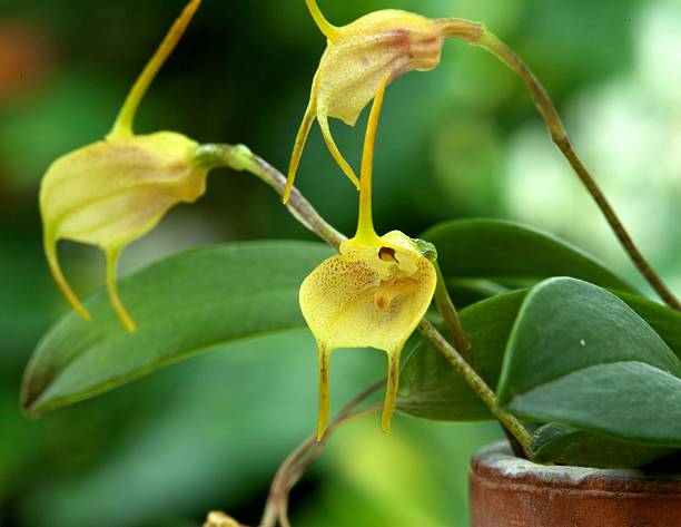 The Easy-Blooming Masdevallia Orchid stock photo