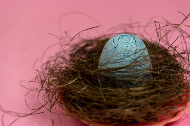 The egg lies in the nest on a pink background. A copy of the space. Easter and spring mood stock photo
