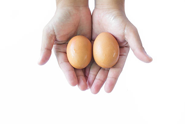 the eggs  by two hands. stock photo