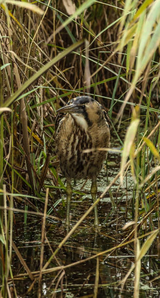 The elusive Bittern in the reeds Fishers Green, Waltham Abbey bittern bird stock pictures, royalty-free photos & images