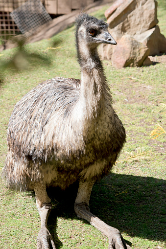 the emu is a tall flightless bird