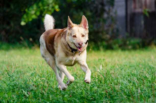 den energiska tretton år gammal halva-skapa hund är vandrande och leker. - energetic jumping bokeh bildbanksfoton och bilder