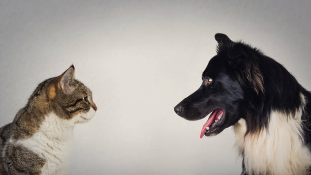 The eternal duel between dog and cat for the title of the best pet. Kitten vs puppy rivalry, standing one in front another, isolated on grey wall. Leadership competition, opposition concept.  face to face stock pictures, royalty-free photos & images