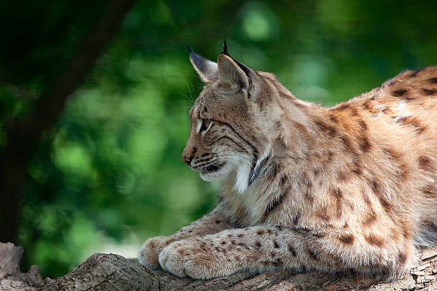 the eurasian lynx  (lynx lynx) - euraziatische lynx stockfoto's en -beelden