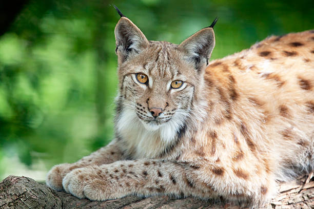 the eurasian lynx  (lynx lynx) - euraziatische lynx stockfoto's en -beelden