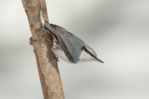 The Eurasian Nuthatch or wood nuthatch, Sitta europaea, is a small passerine found throughout temperate Europe and Asia. It belongs to the nuthatch family Sittidae.  It has the ability, like other nuthatches, to climb down trees, unlike species such as woodpeckers which can only go upwards. Lake Kussharo, Hokkaido Island, Japan.
