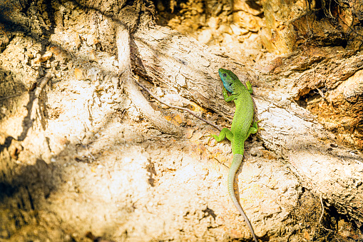 Lizard camouflaging on tree