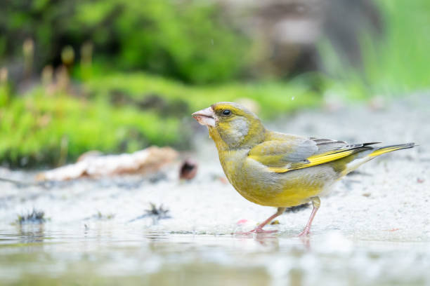 The European Greenfinch is drinking water. stock photo