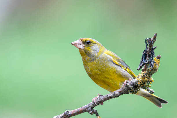 The European Greenfinch is perching on a branch stock photo