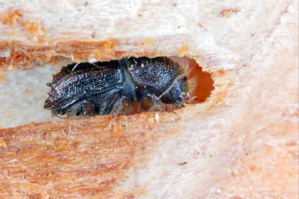 The European spruce bark beetle (Ips typographus), is a species of beetle in the weevil subfamily Scolytinae, the bark beetles. stock photo