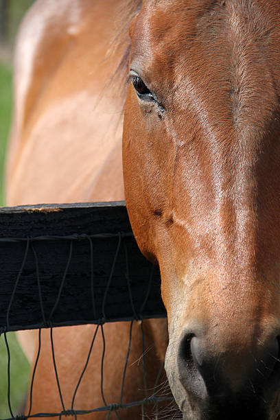 The eyes of the horse & brown horse eyes beautiful stock photo