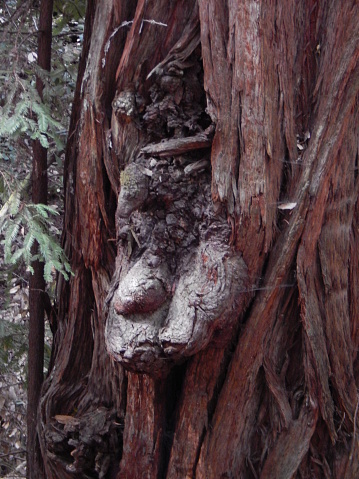 The close up picture of what appears to be a human like face, or goblin, growing out from the bark of a large tree.