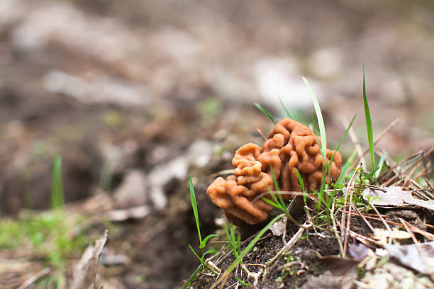 The False Morel (Gyromitra esculenta). First spring mushroom. stock photo