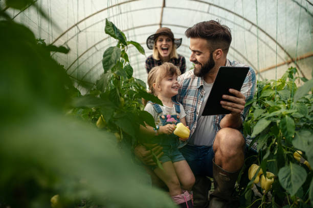 the father in a greenhouse showing his daughter how pepper grows on a digital tablet - technology picking agriculture imagens e fotografias de stock
