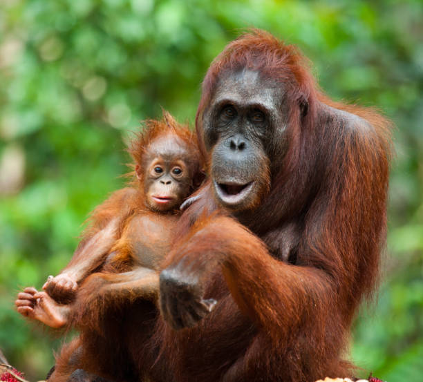 The female of the orangutan with a baby on ground. stock photo