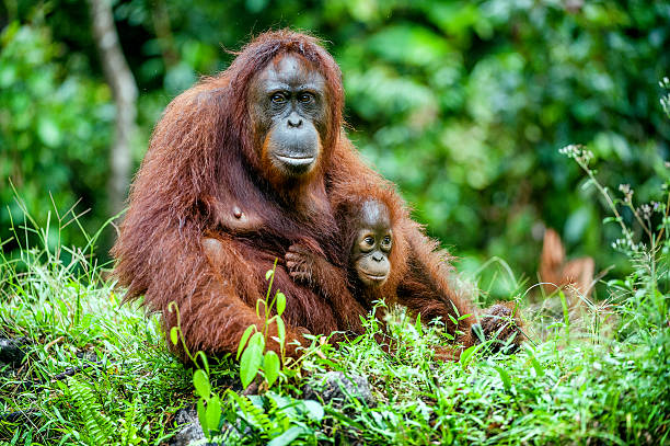 The female orangutan with a cub stock photo
