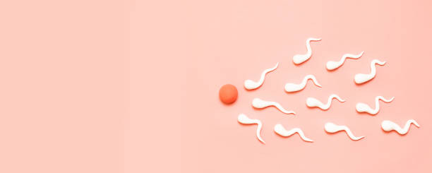 The figure of human sperm and human egg Medical concept. The figure of human sperm and human egg blood in semen stock pictures, royalty-free photos & images