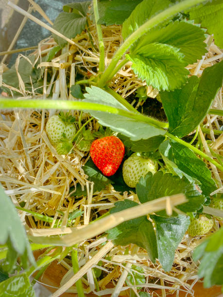 The first red strawberry to grow. stock photo