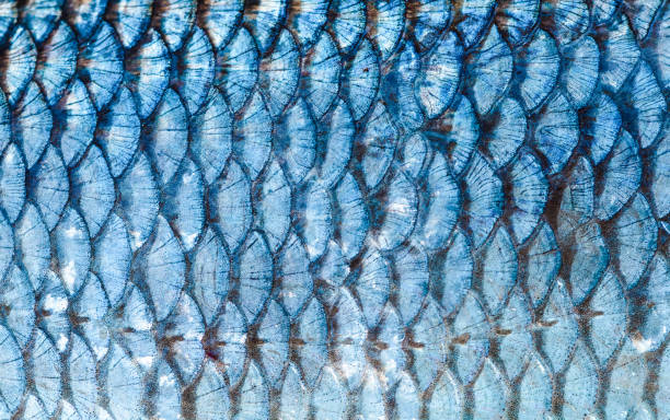 The fish scales background close up. Silver color The fish scales background close up. Silver color animal scale photos stock pictures, royalty-free photos & images