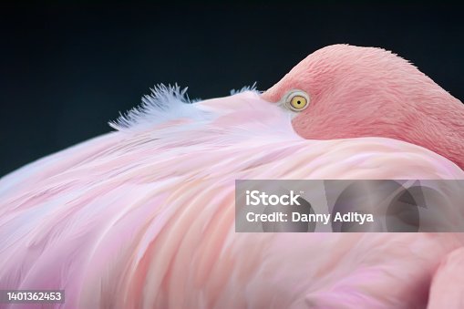 istock The flamingo bird sleeping 1401362453