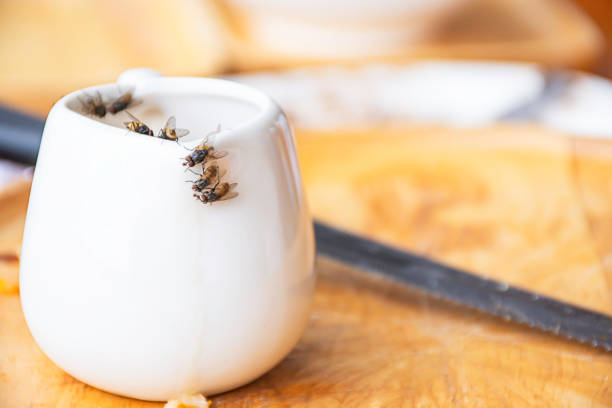 The flies that are feeding on the white Cup is placed on a wooden tray. stock photo