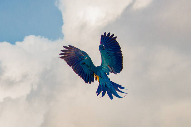 The flight of the Macaws Macaws in Venezuela fly freely, they have left their natural habitat and you can find them in greater quantity in Caracas, they are fed by the community, they live in trees, parks, squares and avenues. animal limb stock pictures, royalty-free photos & images