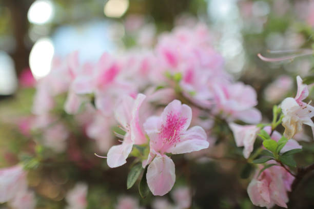 the flower bed of pink Azalea Blossoms at park, hk stock photo