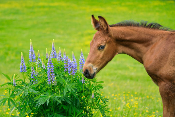 The foal is sniffing lupines flowers stock photo
