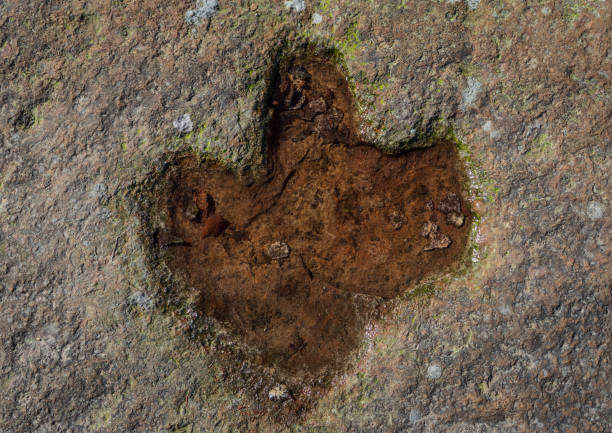 T Rex Footprint Stock Photos, Pictures & Royalty-Free Images - iStock