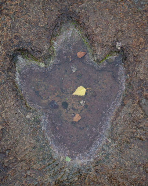 T Rex Footprint Stock Photos, Pictures & Royalty-Free Images - iStock