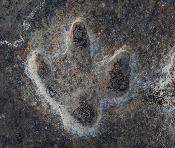 T Rex Footprint Stock Photos, Pictures & Royalty-Free Images - iStock