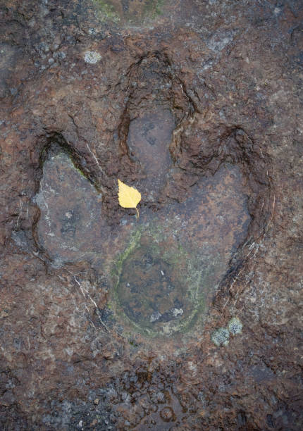T Rex Footprint Stock Photos, Pictures & Royalty-Free Images - iStock