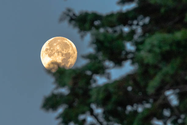 the full moon above the trees stock photo