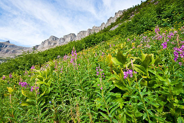 Wildflowers Under the Garden Wall The Garden Wall is a steep alpine ridge along the west side of the Continental Divide. During the summer months the Garden Wall is heavily covered in dozens of species of flowering plants and shrubs. The Garden Wall can be traversed via the famous Highline Trail. The Garden Wall is located in Glacier National Park, Montana, USA. jeff goulden glacier national park stock pictures, royalty-free photos & images