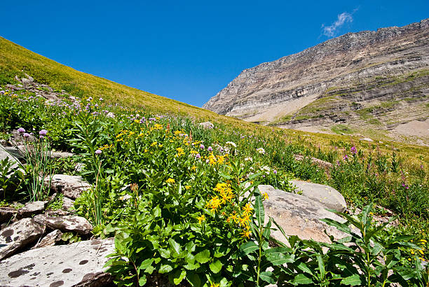 Meadow of Wildflowers Below Haystack Saddle The Garden Wall is a steep alpine ridge along the west side of the Continental Divide. During the summer months the Garden Wall is heavily covered in dozens of species of flowering plants and shrubs. The Garden Wall can be traversed via the famous Highline Trail. The Garden Wall is located in Glacier National Park, Montana, USA. jeff goulden glacier national park stock pictures, royalty-free photos & images