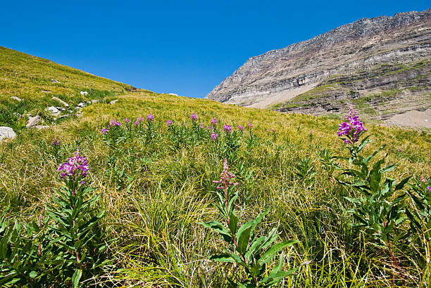 Meadow of Fireweed Below the Continental Divide The Garden Wall is a steep alpine ridge along the west side of the Continental Divide. During the summer months the Garden Wall is heavily covered in dozens of species of flowering plants and shrubs. The Garden Wall can be traversed via the famous Highline Trail. The Garden Wall is located in Glacier National Park, Montana, USA. jeff goulden glacier national park stock pictures, royalty-free photos & images