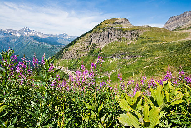 Meadow of Fireweed Below Haystack Butte The Garden Wall is a steep alpine ridge along the west side of the Continental Divide. During the summer months the Garden Wall is heavily covered in dozens of species of flowering plants and shrubs. The Garden Wall can be traversed via the famous Highline Trail. The Garden Wall is located in Glacier National Park, Montana, USA. jeff goulden glacier national park stock pictures, royalty-free photos & images