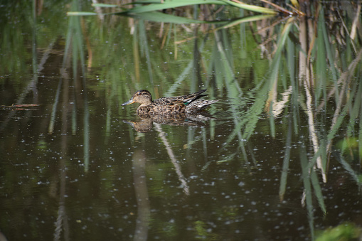 The Garganey Female Is In The Lake Stock Photo - Download Image Now ...