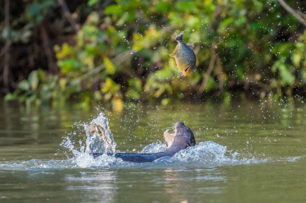 The giant otter (Pteronura brasiliensis) is a South American carnivorous mammal and is found in the Pantanal, Brazil. Eating a fish. The giant otter (Pteronura brasiliensis) is a South American carnivorous mammal and is found in the Pantanal, Brazil. Eating a fish. otter photos stock pictures, royalty-free photos & images