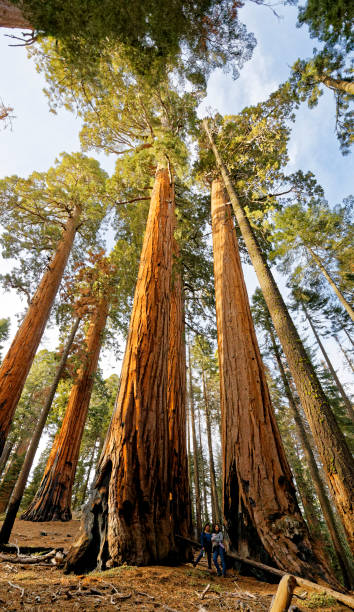 The Giant Sequoia in Kings Canyon National Park forest stock photo
