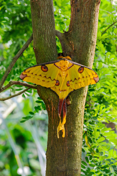 The gigantic Comet moth Or Madagascan moon moth resting on a tree trunk stock photo