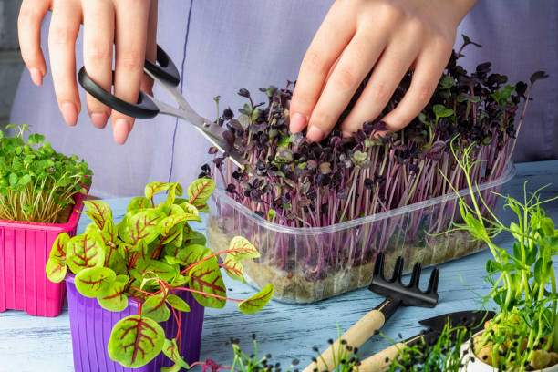 The girl cuts off with scissors shoots from the young green of red basil. Growing micro greens. Useful concept. stock photo
