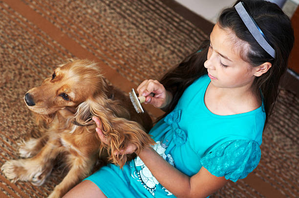 The girl is combing dog stock photo
