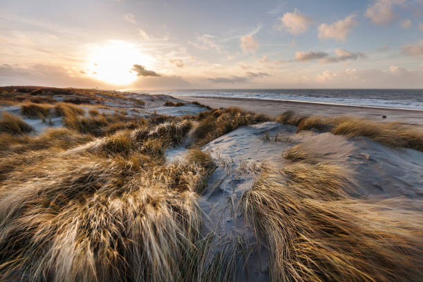 de gouden duinen van scheveningen - zomer nederland stockfoto's en -beelden