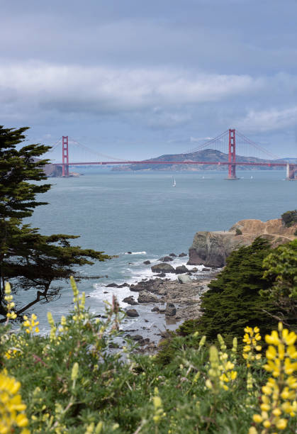 The Golden Gate Bridge from Lands End Trail stock photo