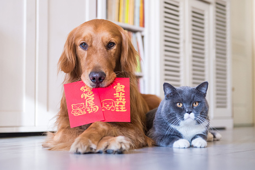 The Golden Retriever And British Shorthair And Red Envelope Stock